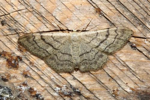 Réf. 188 332 : Idaea aversata